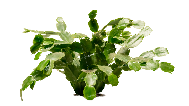 GraphicsCrate Plant HD 7K Stock Image