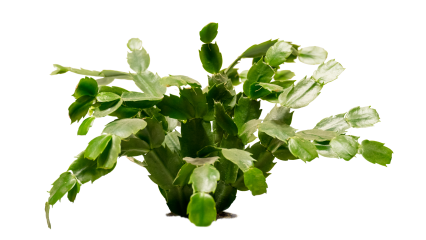 Download Stock Image: GraphicsCrate Plant HD 7K