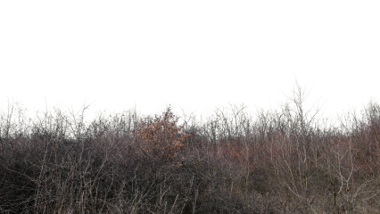 Download Stock Image: Landscape Dead Bushes HD 7K