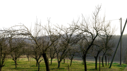 Download Stock Image: Landscape Dead Orchard HD 7K