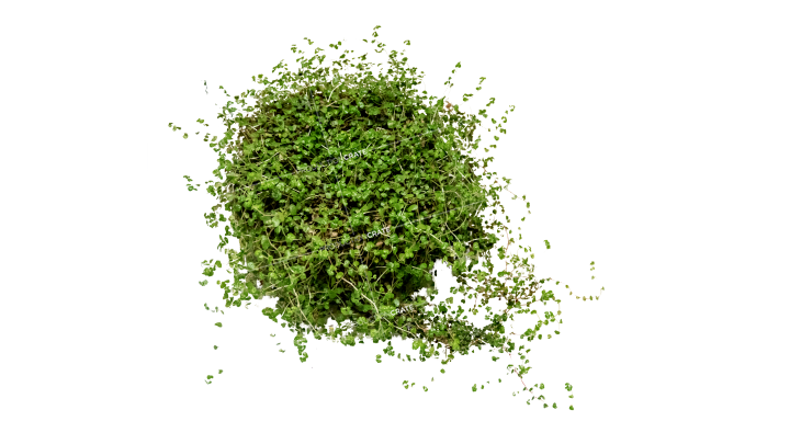 GraphicsCrate Plant Accenter HD 7K Stock Image