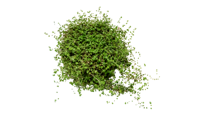 Download Stock Image: Plant Accenter HD 7K