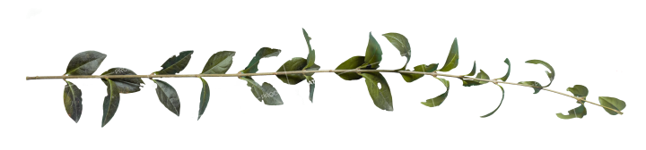 Plant Branch Texture HD 10K Stock Image