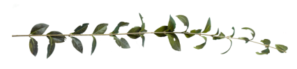 Download Stock Image: Plant Branch Texture HD 10K