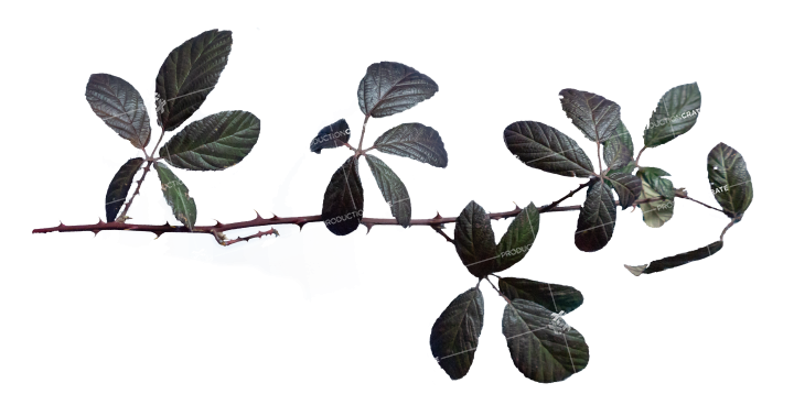 Plant Branch Texture HD 5K Stock Image
