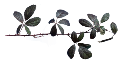 Download Stock Image: Plant Branch Texture HD 5K