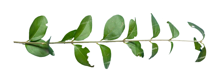 Plant Branch Texture HD 7K Stock Image