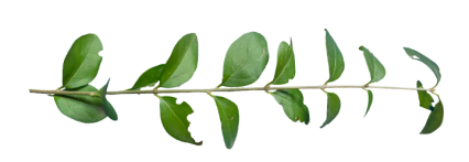 Download Stock Image: Plant Branch Texture HD 7K