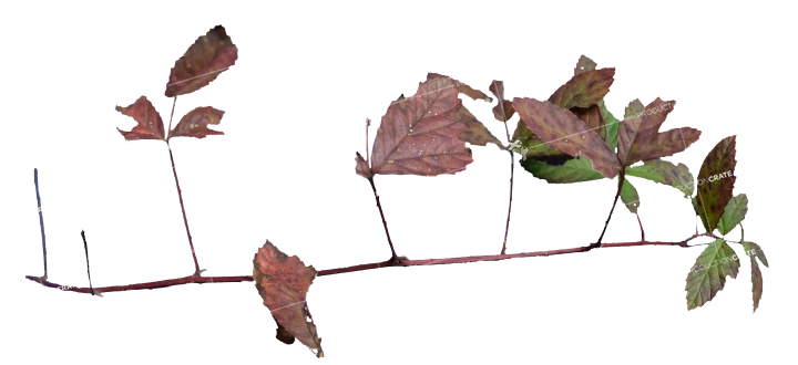 Plant Branch Texture HD 6K Stock Image