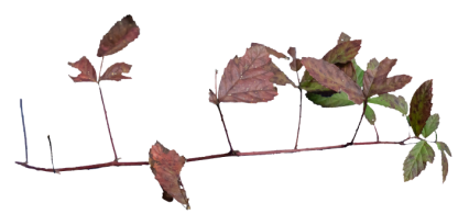 Download Stock Image: Plant Branch Texture HD 6K