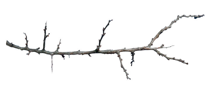 Plant Branch Texture HD 6K Stock Image
