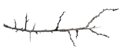 Download Stock Image: Plant Branch Texture HD 6K