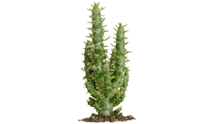 Plant Cactus HD 7K Stock Image