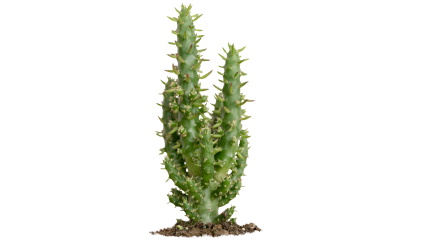 Download Stock Image: Plant Cactus HD 7K