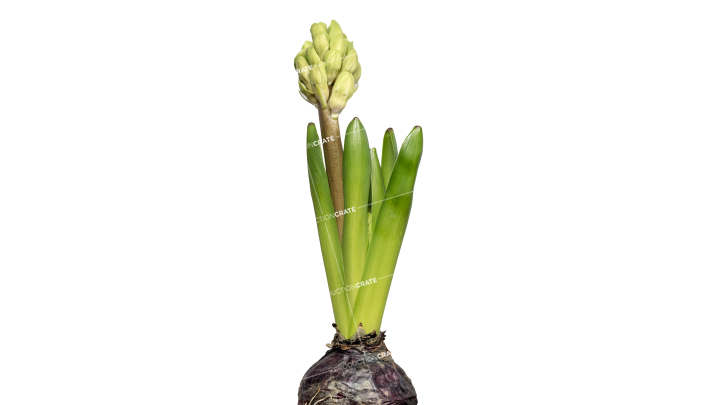 Plant Flowers HD 7K Stock Image