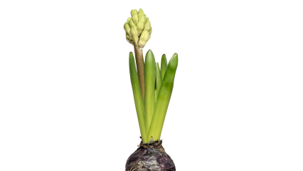 Download Stock Image: Plant Flowers HD 7K