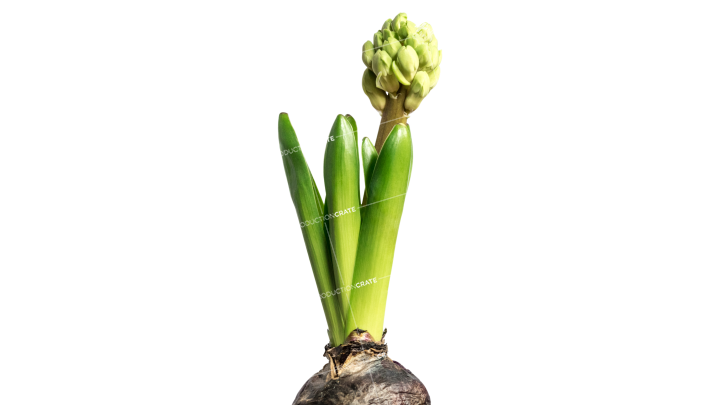 Plant Flowers HD 7K Stock Image