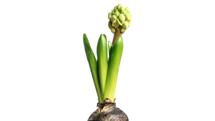 Download Stock Image: Plant Flowers HD 7K