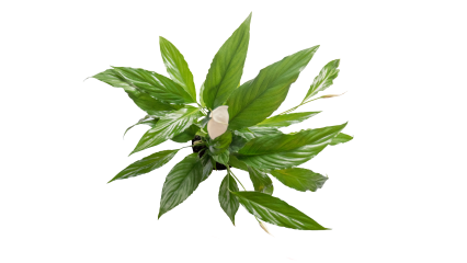 Download Stock Image: Plant Flowers HD 7K