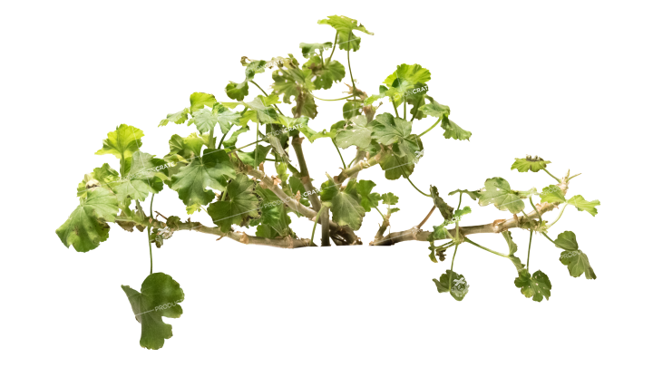 Plant Potted HD 7K Stock Image