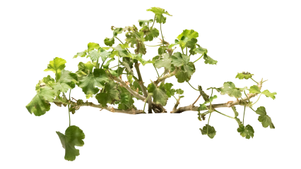 Download Stock Image: Plant Potted HD 7K