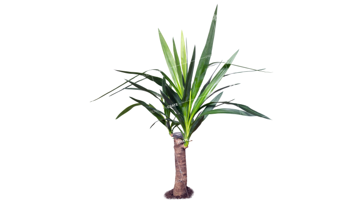 Plant Potted HD 7K Stock Image