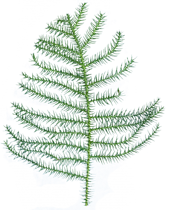Plant Texture HD 4K Stock Image