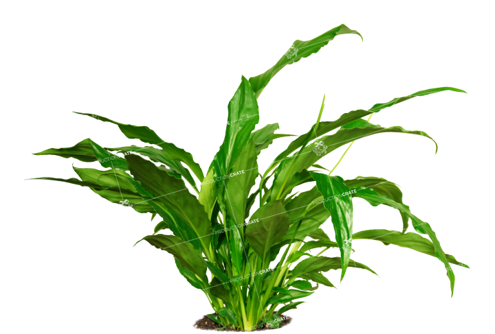 Plant Tropical HD 8K Stock Image