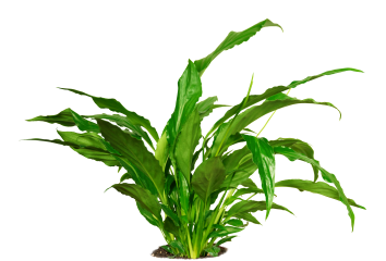Download Stock Image: Plant Tropical HD 8K