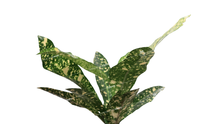 Plant Tropical HD 7K Stock Image