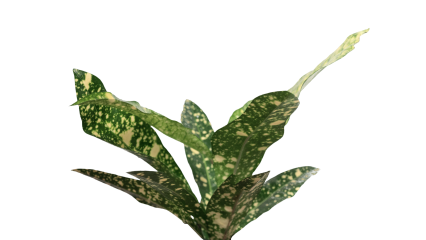 Download Stock Image: Plant Tropical HD 7K