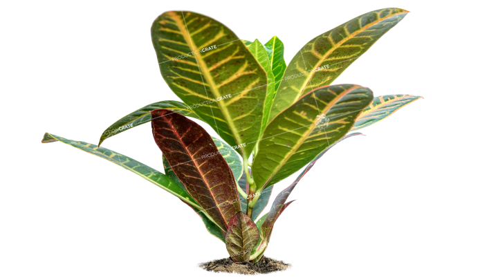 Plant Tropical HD 7K Stock Image