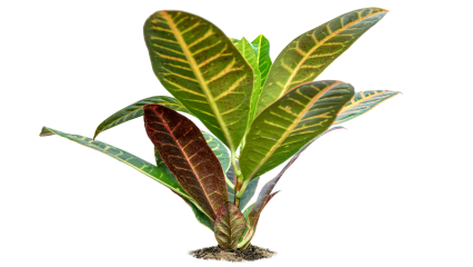 Download Stock Image: Plant Tropical HD 7K