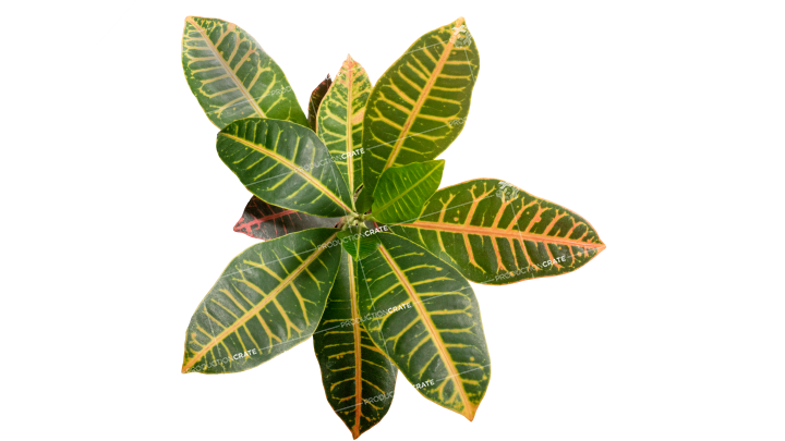 Plant Tropical HD 7K Stock Image