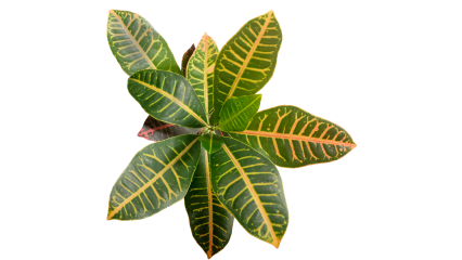 Download Stock Image: Plant Tropical HD 7K