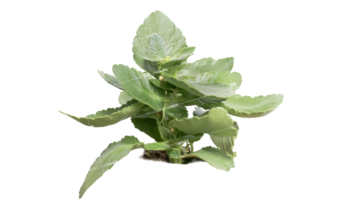 Plant Tropical HD 7K Stock Image