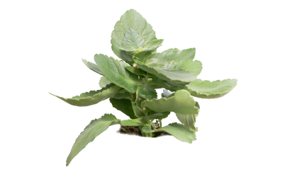 Download Stock Image: Plant Tropical HD 7K