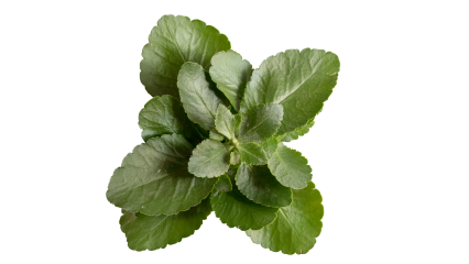 Download Stock Image: Plant Tropical HD 7K