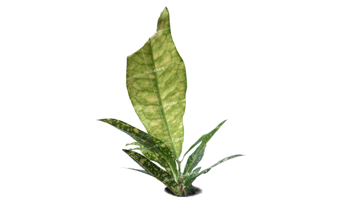 Plant Tropical HD 7K Stock Image