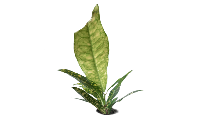 Download Stock Image: Plant Tropical HD 7K