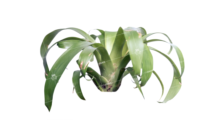 Plant Tropical HD 7K Stock Image