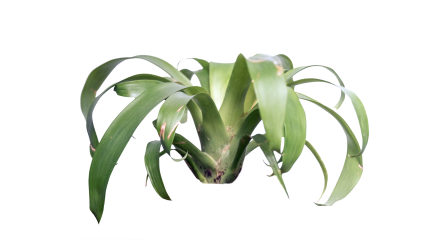 Download Stock Image: Plant Tropical HD 7K