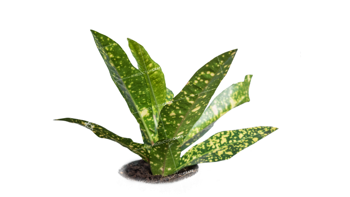Plant Tropical HD 7K Stock Image