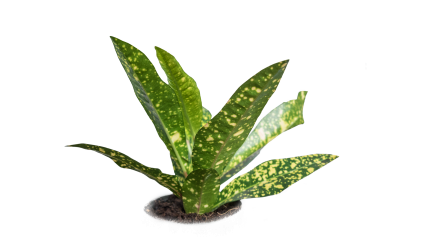 Download Stock Image: Plant Tropical HD 7K