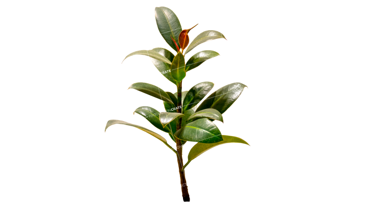 Plant Tropical HD 7K Stock Image