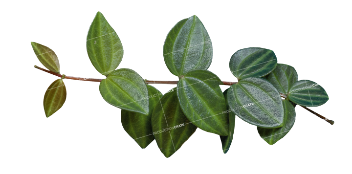 Plant Branch Texture HD 8K Stock Image