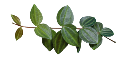 Download Stock Image: Plant Branch Texture HD 8K