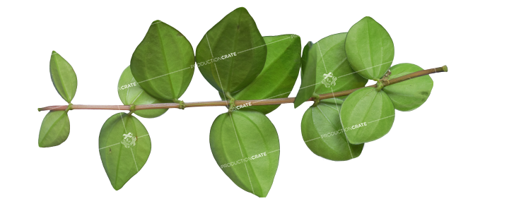 Plant Branch Texture HD 10K Stock Image