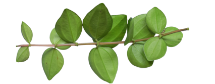 Download Stock Image: Plant Branch Texture HD 10K