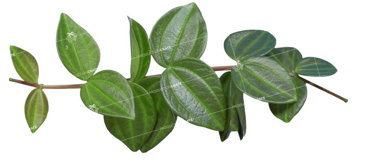 Plant Branch Texture HD 9K Stock Image